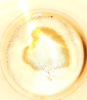 Sunshine - Aura-Reinigung - Zigeunerkarten - sonstige Bereiche - Lichtarbeit - Chakren-Harmonisierung