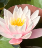Klara-Ina - Tarot & Kartenlegen - Engelkontakte - Medium & Channeling - Psychologische Lebensberatung - Lenormandkarten