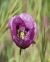 Waratah