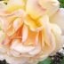 Rosa - Lenormandkarten - Tarot & Kartenlegen - Kipperkarten