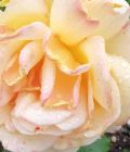 _Rosa - Tarot & Kartenlegen - Lenormandkarten - Kipperkarten