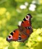 Butterfly - sonstige Bereiche - Beruf & Arbeitsleben - Arbeitslosigkeit - Kipperkarten - Lebensberatung Themen