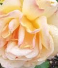 _Rosa - Lenormandkarten - Tarot & Kartenlegen - Kipperkarten