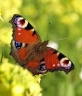 _Butterfly - sonstige Bereiche - Arbeitslosigkeit - Beruf u. Lebensplanung - Selbstständigkeit - Lebensberatung Themen
